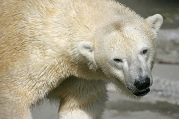 polar bear