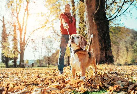 Man walks with dog in autumn park at sunny day
