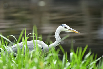 水辺のアオサギ