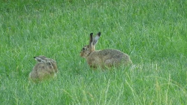 Feldhasen in der Wiese