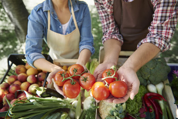 Close up of hands holding tomatoes