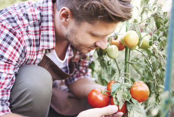 Fototapeta na wymiar Farmer is admiring ripe tomatoes in greenhouse