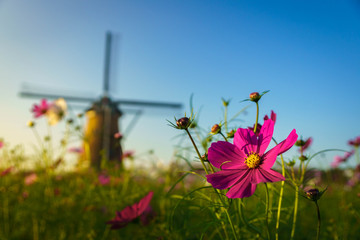 コスモスと風車