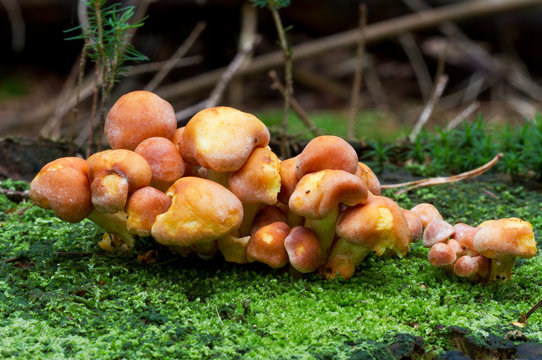 Young mushrooms, probably Rufous Milkcap (Lactarius rufus) on a treetrunk