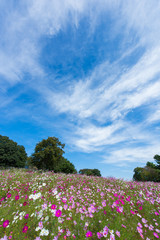 Fototapeta premium 秋桜畑と青い空