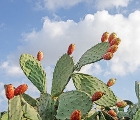 cactus on sky background © Dmitry