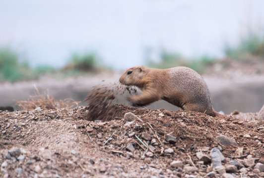 Prairie-Dog Images – Browse 37,226 Stock Photos, Vectors, and Video ...