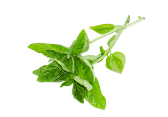 Obraz premium Two twigs of green basil on a light background