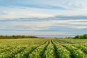 Fototapeta na wymiar Rows of potato plants in a potato field with the Confederation B