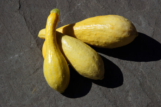 Yellow Crookneck Squash