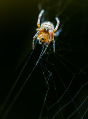 Attacking Spider on web