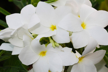 Fleures de frangipanier blanches, à l'état naturel 