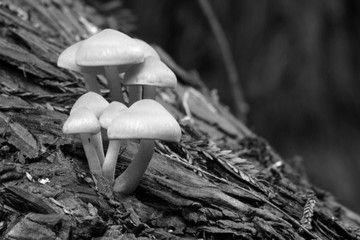 mushrooms on redwood tree bw