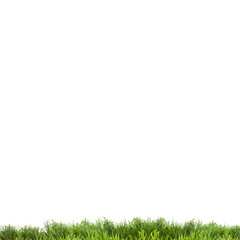 Obraz premium green grass ,isolated on white background