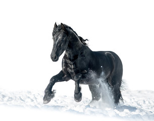 Plakat black frisian stallion