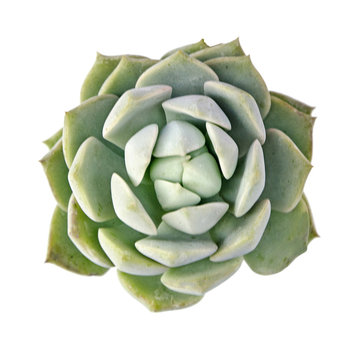 Hen and Chicks plant isolated on white background
