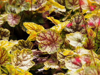 Heuchera Master Painter Gauguin - corall bells, alumroot 