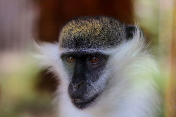 Portrait of a green monkey