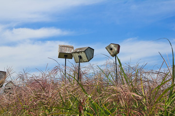 the bird house in the silver grass & reeds field / A view of the bird house in the silver grass & reeds field 