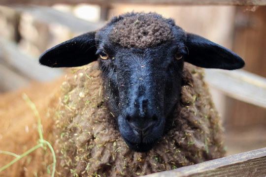 Sheep With Black Head. Muzzle Portrait Sheep