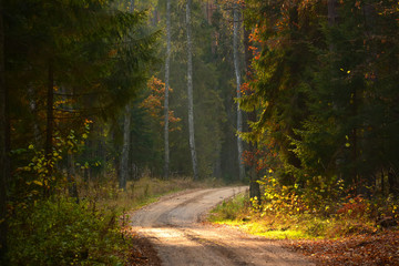 Obraz premium Colorful autumn forest