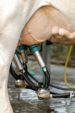 Pis de vache