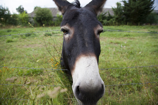Primer plano de mulo