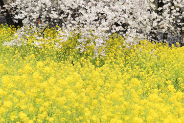 熊谷桜堤のソメイヨシノと菜の花　埼玉県　熊谷市　日本