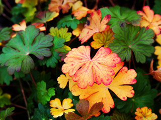 Autumn shot of Geranium cantabrigiense 'Cambridge' - dwarf cranesbill