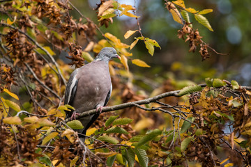Common Wood Pigeon, Wood Pigeon, Columba palumbus