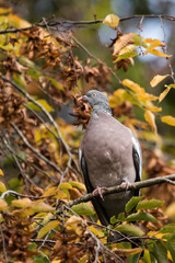 Common Wood Pigeon, Wood Pigeon, Columba palumbus