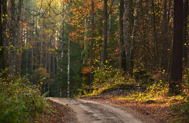 Colorful autumn forest