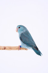 Pacific Parrot