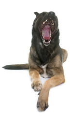 belgian shepherd malinois