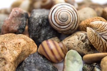 Sea theme, seashells and stones - background