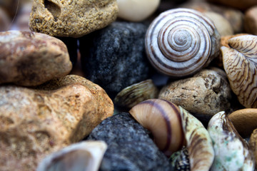 Sea theme, seashells and stones - background