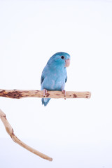 Pacific Parrot