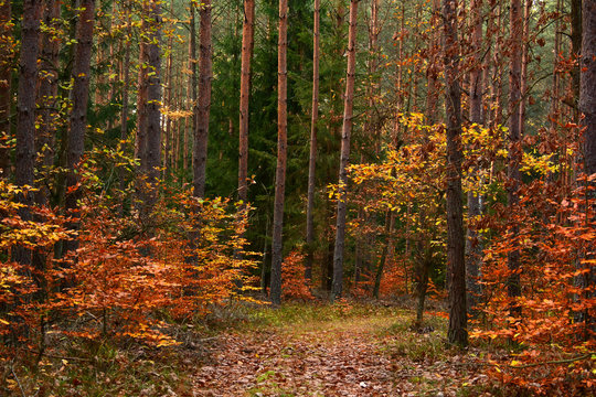 Fototapeta Colorful autumn forest
