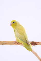 Pacific Parrot