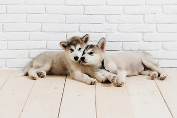 husky dogs on wood with bricks © Volodymyr