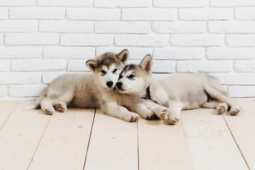 husky dogs on wood with bricks