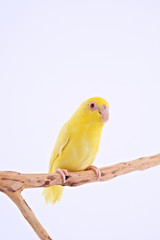 Fototapeta na wymiar Pacific Parrot