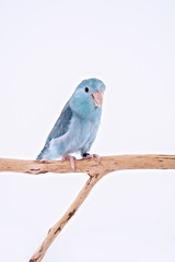 Pacific Parrot