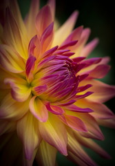 Closeup of a beautiful dahlia flower in pink and yellow orange pastel tones 