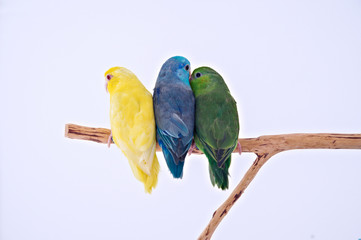 Pacific Parrot