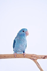 Pacific Parrot
