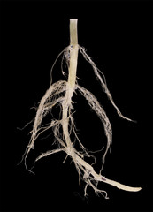light plant root isolated on black