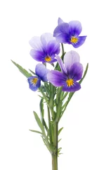 Crédence de cuisine en verre imprimé Pansies four pansy lilac blooms on stem