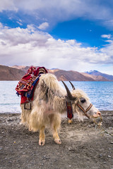 White Yak  beside Pangong Lake (Pangong Tso),Leh , Ladakh, India.
