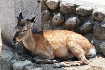 Miyajima Wharf Pedestrian Area Japan